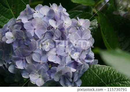 Hydrangea (photographed in mid-June) Hydrangea (photographed in mid-June) 115730791