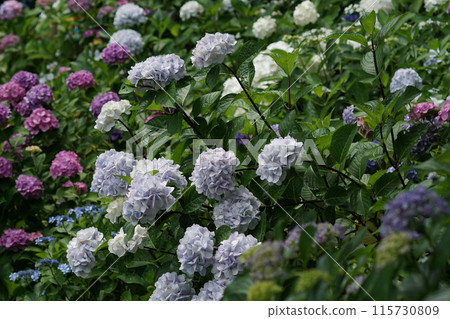Hydrangea (photographed in mid-June) 115730809