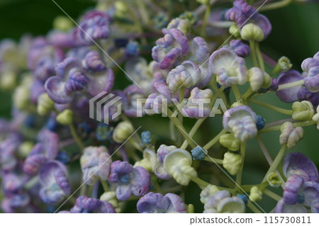 Hydrangea (photographed in mid-June) 115730811