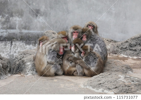 Japanese macaques huddle together to survive the cold 115731077