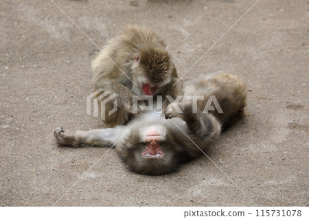 Japanese black monkey Japanese monkey Japanese black monkey Japanese monkey 115731078
