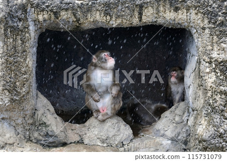 Male Japanese macaque taking shelter from the rain Male Japanese macaque taking shelter from the rain 115731079