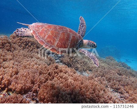 印度尼西亞吉利群島上的海龜 印度尼西亞吉利群島上的海龜 115731246