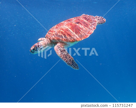 印度尼西亞吉利群島上的海龜 印度尼西亞吉利群島上的海龜 115731247