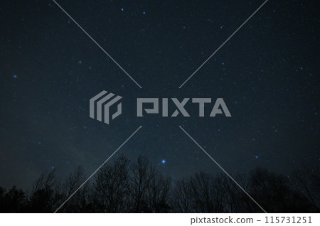 Sirius and trees shining in eastern Hokkaido - 1 Sirius and trees shining in eastern Hokkaido - 1 115731251