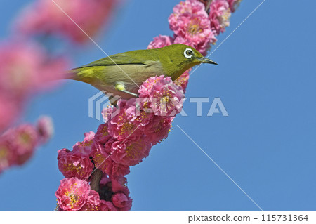 一隻繡眼鳥來到盛開的紅梅花叢中(春天的圖片)(溫馨的圖片) 一隻繡眼鳥來到盛開的紅梅花叢中(春天的圖片)(溫馨的圖片) 115731364