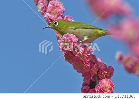 A white-eye has come to the red plum blossoms in full bloom (spring image) (heartwarming image) A white-eye has come to the red plum blossoms in full bloom (spring image) (heartwarming image) 115731365