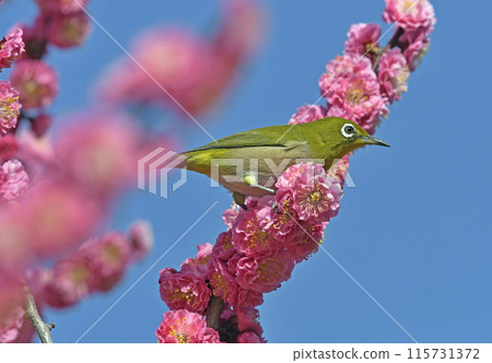 A white-eye has come to the red plum blossoms in full bloom (spring image) (heartwarming image) A white-eye has come to the red plum blossoms in full bloom (spring image) (heartwarming image) 115731372