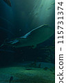 鯨鯊 115731374