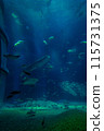 鯨鯊 115731375