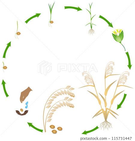 Life cycle of millet plant on a white background. Life cycle of millet plant on a white background. 115731447