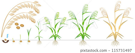 Cycle of growth of a millet plant on a white background. 115731497