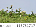 A colony of white Ezo-nyu (Photo taken in northern Hokkaido, June) 115731717