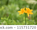 Daylilies, flowers on either side [Photo taken in northern Hokkaido, June] 115731720