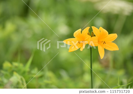兩側各有一朵蝦夷黃花菜【拍攝地點:北海道北部,6月】 兩側各有一朵蝦夷黃花菜【拍攝地點:北海道北部,6月】 115731720