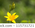 A single daylily flower and buds [Photo taken in northern Hokkaido, June] 115731721