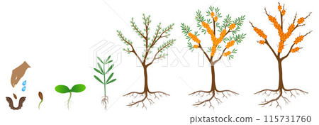Cycle of growth of a sea buckthorn plant on a white background. Cycle of growth of a sea buckthorn plant on a white background. 115731760