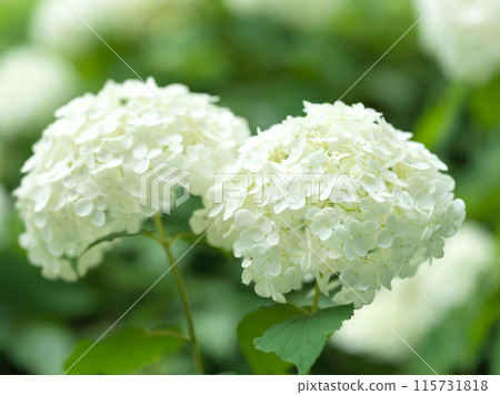 白色繡球花安娜貝爾 白色繡球花安娜貝爾 115731818