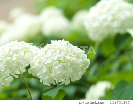 White hydrangea flower Annabelle 115731825