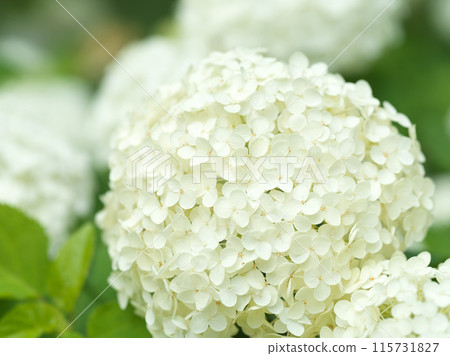 White hydrangea flower Annabelle White hydrangea flower Annabelle 115731827