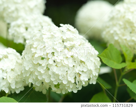 白色繡球花安娜貝爾 115731829