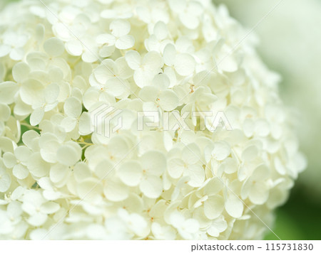 白色繡球花安娜貝爾 115731830