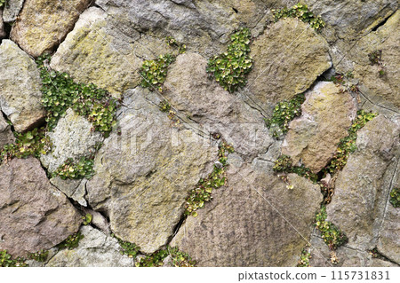 磚/石牆背景圖 磚/石牆背景圖 115731831