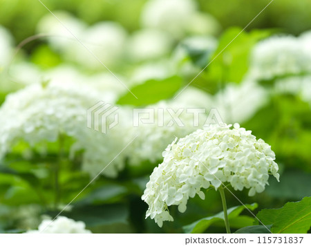 白色繡球花安娜貝爾 115731837