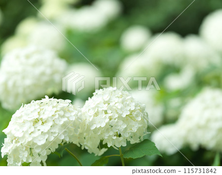 White hydrangea flower Annabelle White hydrangea flower Annabelle 115731842