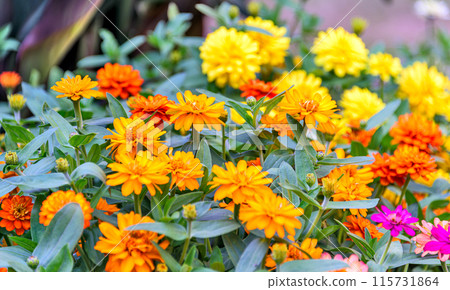 Flowers of Zinnia plants of the tribe Heliantheae within the family Asteraceae Flowers of Zinnia plants of the tribe Heliantheae within the family Asteraceae 115731864