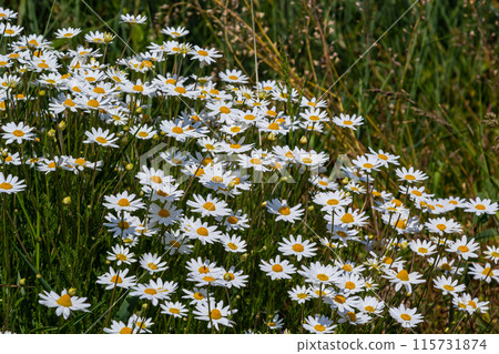 Wild daisy flowers growing on meadow, white chamomiles. Oxeye daisy, Leucanthemum vulgare, Daisies, Dox-eye, Common daisy, Dog daisy, Gardening concept Wild daisy flowers growing on meadow, white chamomiles. Oxeye daisy, Leucanthemum vulgare, Daisies, Dox-eye, Common daisy, Dog daisy, Gardening concept 115731874