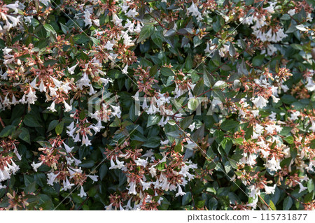 Small white bell-shaped flowers of Abelia Small white bell-shaped flowers of Abelia 115731877