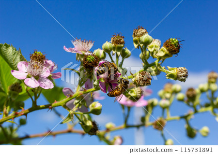 Soft pink blackberry flowers and buds in spring - Rubus fruticosus Soft pink blackberry flowers and buds in spring - Rubus fruticosus 115731891