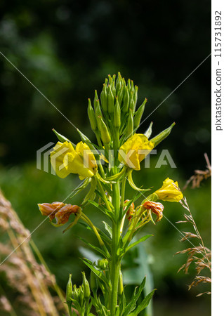 Yellow evening primrose Oenothera biennis, medicine plant for cosmetics, skin care and eczema 115731892