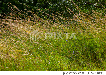Meadow grass meadow with the tops of stele panicles. Poa pratensis green meadow european grass 115731893