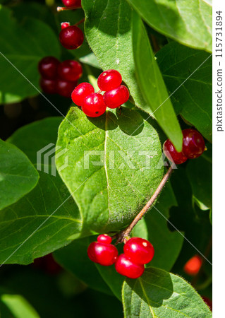 Festive Holiday Honeysuckle Branch with Red Berries Lonicera xylosteum Festive Holiday Honeysuckle Branch with Red Berries Lonicera xylosteum 115731894
