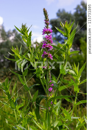 Purple loosestrife Lythrum salicaria inflorescence. Flower spike of plant in the family Lythraceae, associated with wet habitats Purple loosestrife Lythrum salicaria inflorescence. Flower spike of plant in the family Lythraceae, associated with wet habitats 115731895