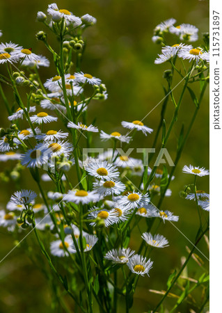 Erigeron annuus known as annual fleabane, daisy fleabane, or eastern daisy fleabane Erigeron annuus known as annual fleabane, daisy fleabane, or eastern daisy fleabane 115731897