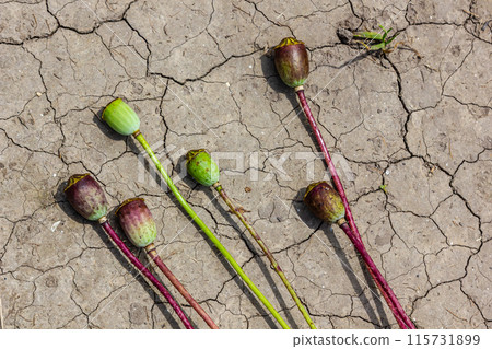 Drought field land with poppy seeds Papaver poppyhead, drying up soil cracked, drying up the soil cracked, climate change, environmental disaster and earth cracks, dry death for plants Drought field land with poppy seeds Papaver poppyhead, drying up soil cracked, drying up the soil cracked, climate change, environmental disaster and earth cracks, dry death for plants 115731899