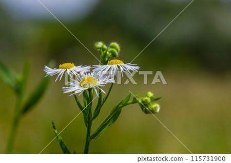 Erigeron annuus known as annual fleabane, daisy fleabane, or eastern daisy fleabane Erigeron annuus known as annual fleabane, daisy fleabane, or eastern daisy fleabane 115731900