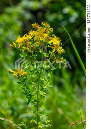 close-up of the yellow blossoms of Hypericum perforatum, a herbal medicine close-up of the yellow blossoms of Hypericum perforatum, a herbal medicine 115731901
