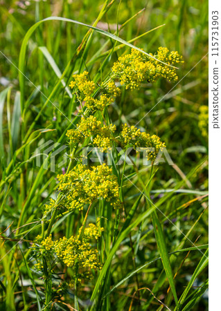 Galium verum, lady's bedstraw or yellow bedstraw low scrambling plant, leaves broad, shiny dark green, hairy underneath, flowers yellow and produced in dense clusters Galium verum, lady's bedstraw or yellow bedstraw low scrambling plant, leaves broad, shiny dark green, hairy underneath, flowers yellow and produced in dense clusters 115731903