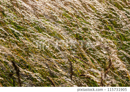 Meadow grass meadow with the tops of stele panicles. Poa pratensis green meadow european grass Meadow grass meadow with the tops of stele panicles. Poa pratensis green meadow european grass 115731905