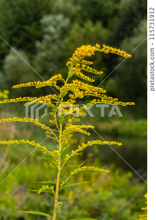 The wild flowers of Solidago altissima in autumn The wild flowers of Solidago altissima in autumn 115731912