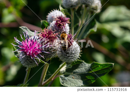 The arachnoid burdock Arctium tomentosum.Wild plants of Siberia The arachnoid burdock Arctium tomentosum.Wild plants of Siberia 115731916