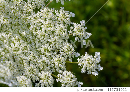 Daucus carota known as wild carrot blooming plant Daucus carota known as wild carrot blooming plant 115731921