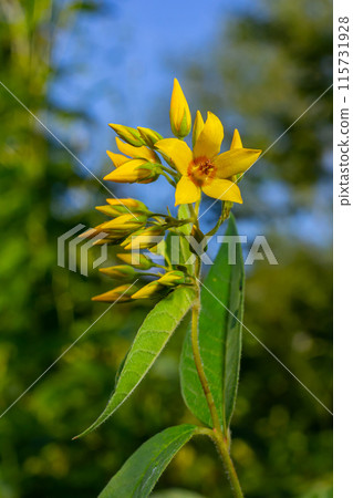Lysimachia vulgaris flower, the garden loosestrife, yellow loosestrife, or garden yellow loosestrife, blooming in summer Lysimachia vulgaris flower, the garden loosestrife, yellow loosestrife, or garden yellow loosestrife, blooming in summer 115731928