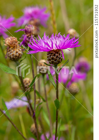 Centaurea jacea, the Brown Knapweed, known also as Brown-rayed Knapweed, Brownray Knapweed and Hardheads 115731932
