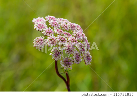 inflorescence of Pimpinella saxifraga or burnet-saxifrage solid stem burnet saxifrage lesser burnet 115731935