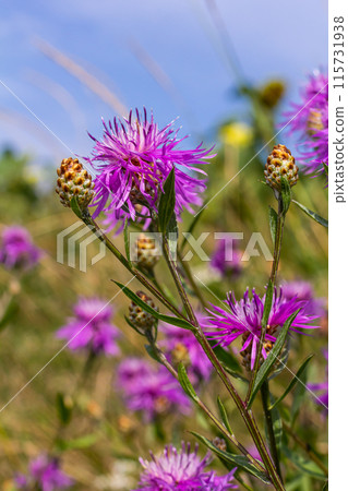 Centaurea jacea, the Brown Knapweed, known also as Brown-rayed Knapweed, Brownray Knapweed and Hardheads 115731938